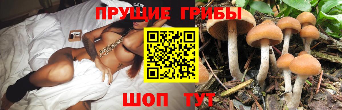 Псилоцибиновые грибы GOLDEN TEACHER Туапсе
